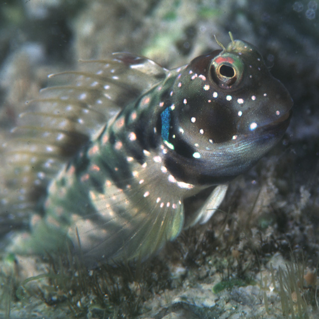 Rhabdoblennius snowi